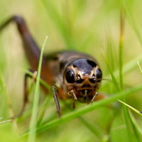草の間に身を潜めるエンマコオロギの成虫の詳細な姿の写真