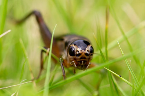 草の間に身を潜めるエンマコオロギの成虫の詳細な姿