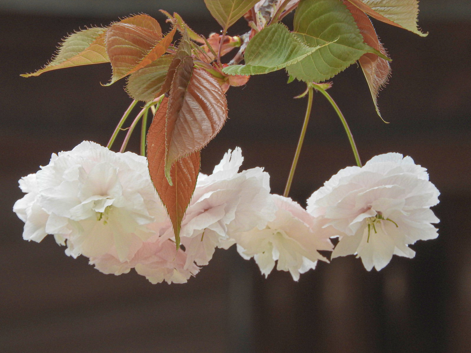 白い花弁が重なり合う八重桜と茶色い葉