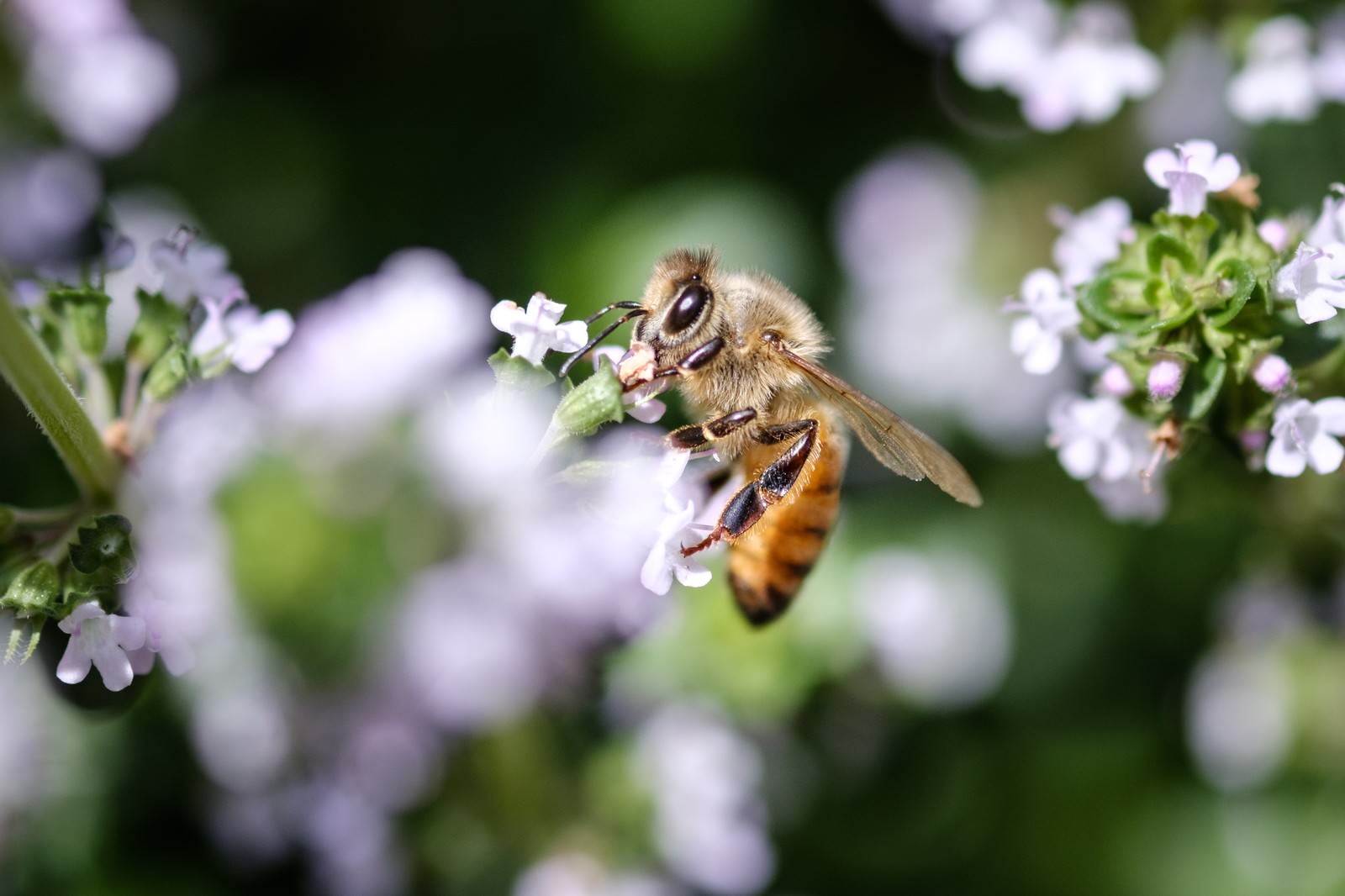 白い小花から蜜を吸っているミツバチ、背景は緑色のぼけ