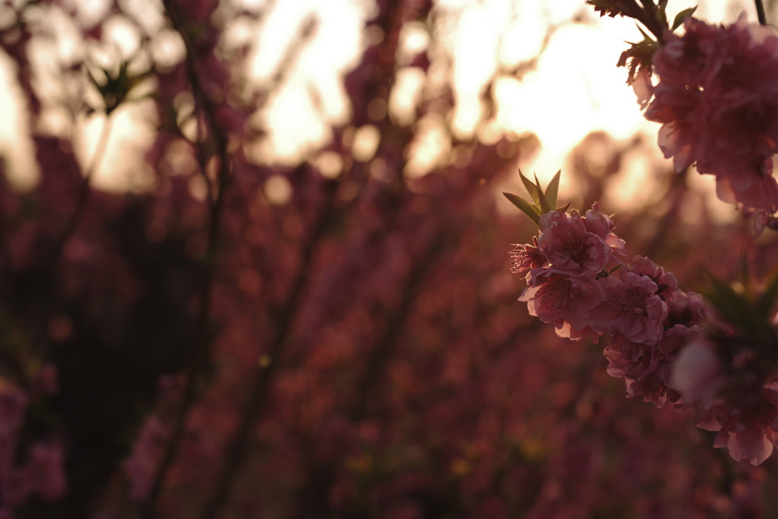 夕日を背景に咲くピンクの梅の花