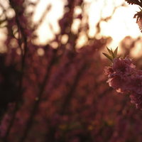 夕日を背景に咲く春の梅の花の写真