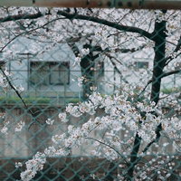 金網フェンス越しに咲く満開の桜、淡いピンク色の花の写真