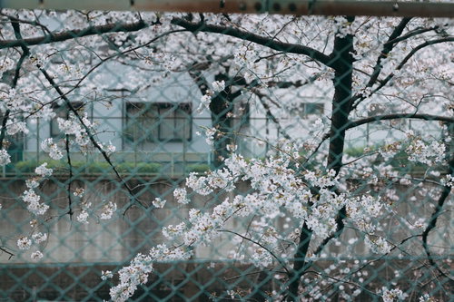 金網フェンス越しに咲く満開の桜、淡いピンク色の花