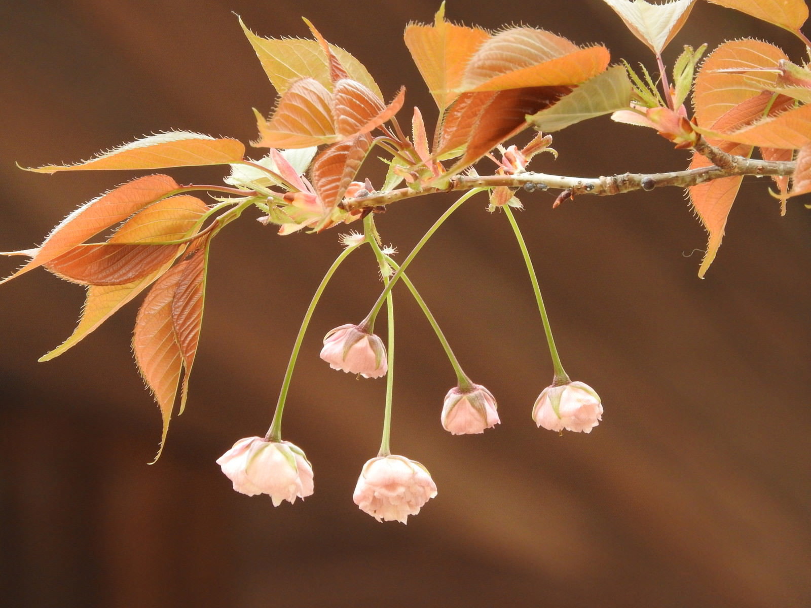 淡いピンク色の蕾をつけた八重桜の枝