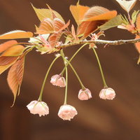 開花を待つ淡いピンク色の八重桜の蕾の枝の写真