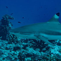 獲物を狙うブラックチップシャークがサンゴ礁上を泳ぐの写真