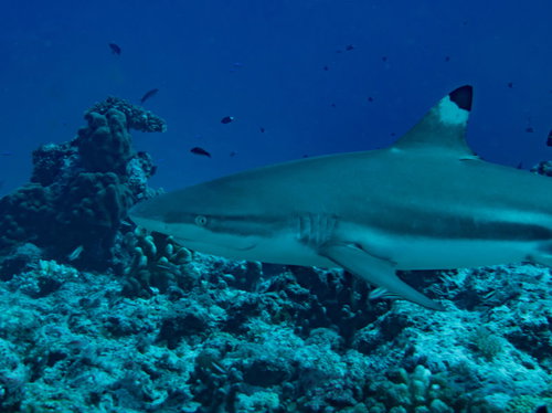 獲物を狙うブラックチップシャークがサンゴ礁上を泳ぐ