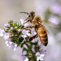 ハーブから吸蜜する働き蜂の写真