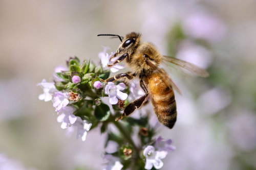 白い小花のハーブに吸蜜するミツバチの接写