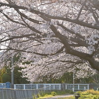 午後の陽光に包まれる桜並木の散歩道を歩く春の景色の写真