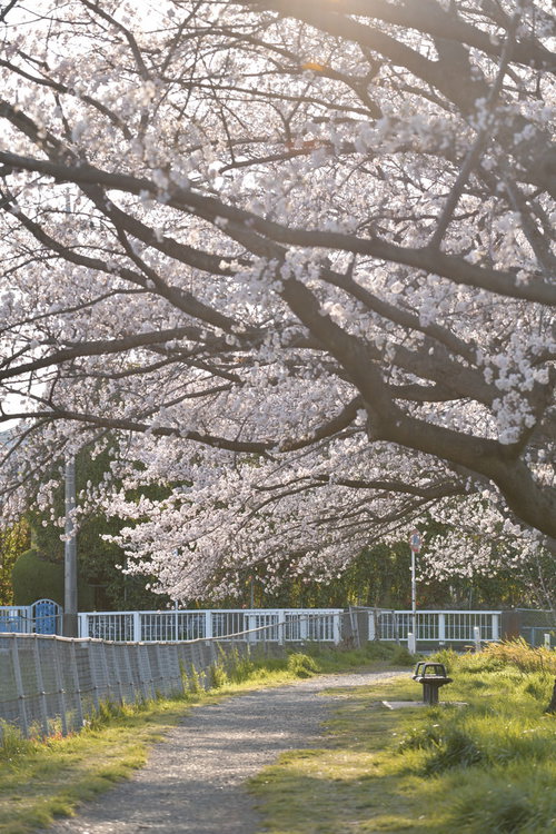 午後の陽光に包まれる桜並木の散歩道を歩く春の景色
