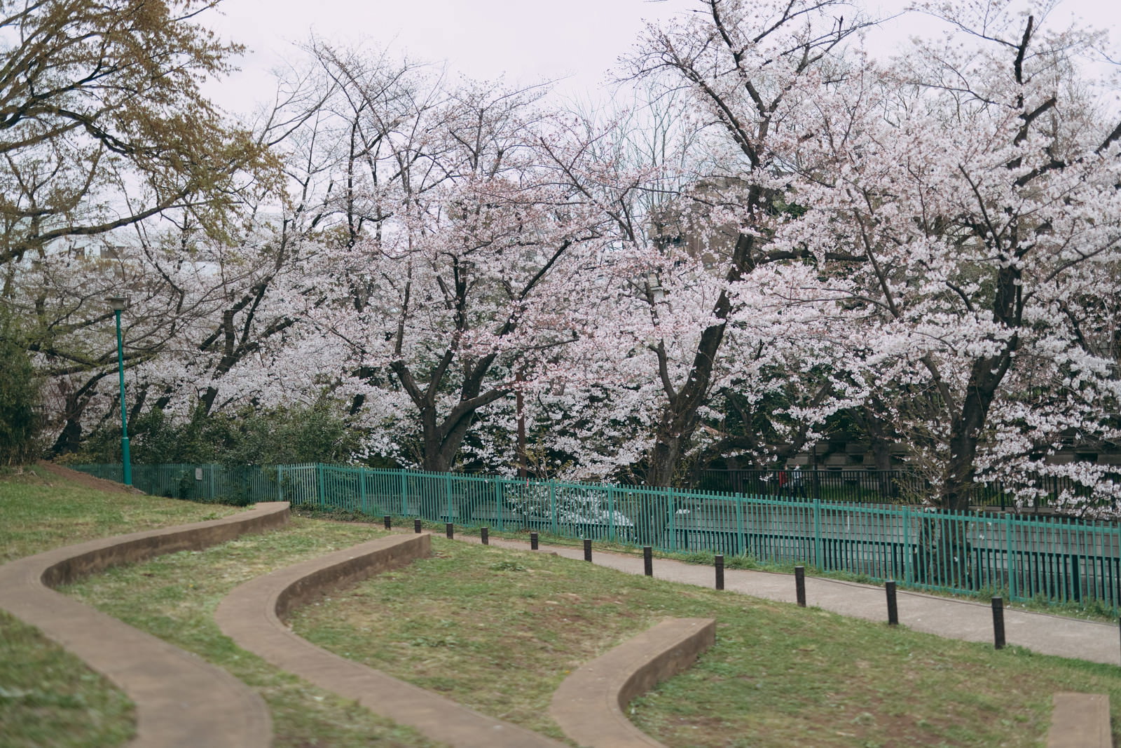 板橋区立加賀公園の満開の桜並木と石神井川緑道の風景