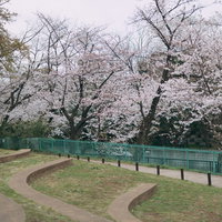 板橋区立加賀公園の満開の桜並木と石神井川緑道の写真