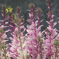 紫とピンク色に色づいた葉ボタンの花と葉脈の詳細の写真