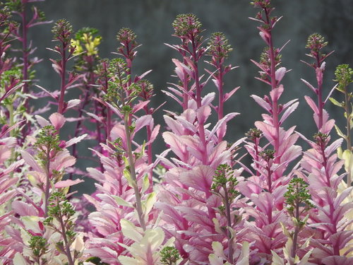 紫とピンク色に色づいた葉ボタンの花と葉脈の詳細