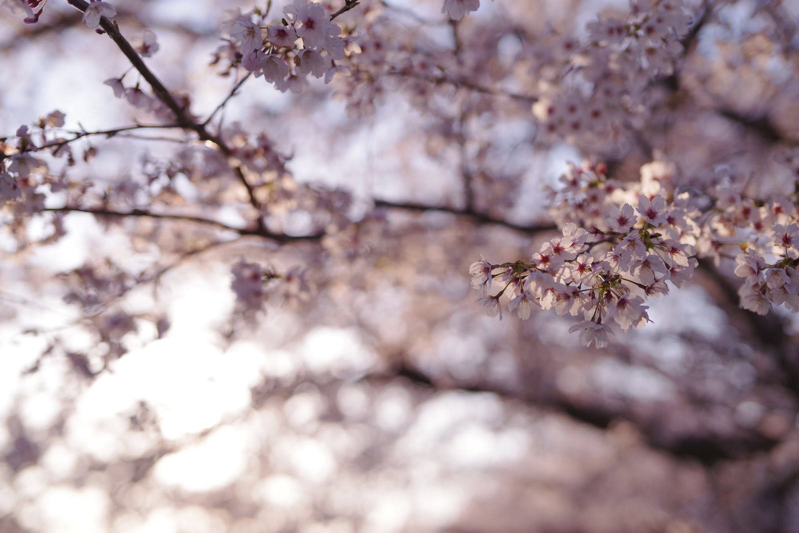 夕日の光を受けてピンクに染まるソメイヨシノの桜の花