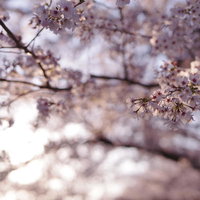 夕日でピンク色に染まる満開のソメイヨシノの桜の写真