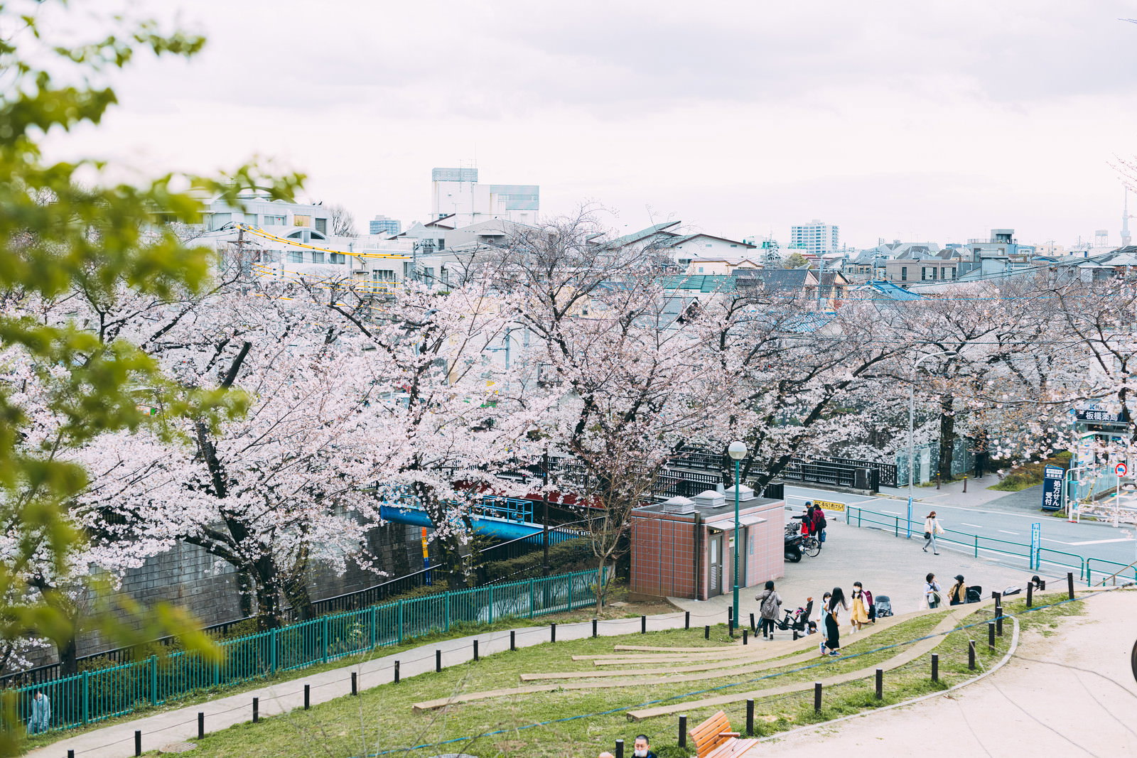 板橋区立加賀公園の高台から見た満開の桜並木と花見客