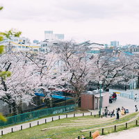 板橋区立加賀公園の高台から見た満開の桜並木と花見客の写真