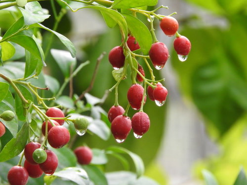 雨の雫が付着した赤い実と緑の葉、雨上がりの自然風景