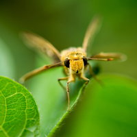 緑の葉に止まるオオチャバネセセリの接写の写真