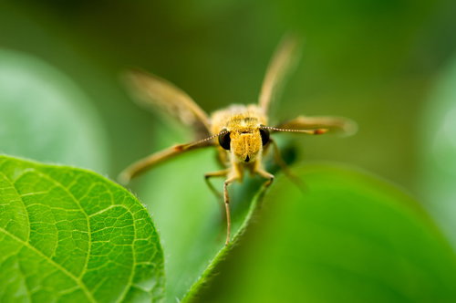 緑の葉に止まるオオチャバネセセリの接写