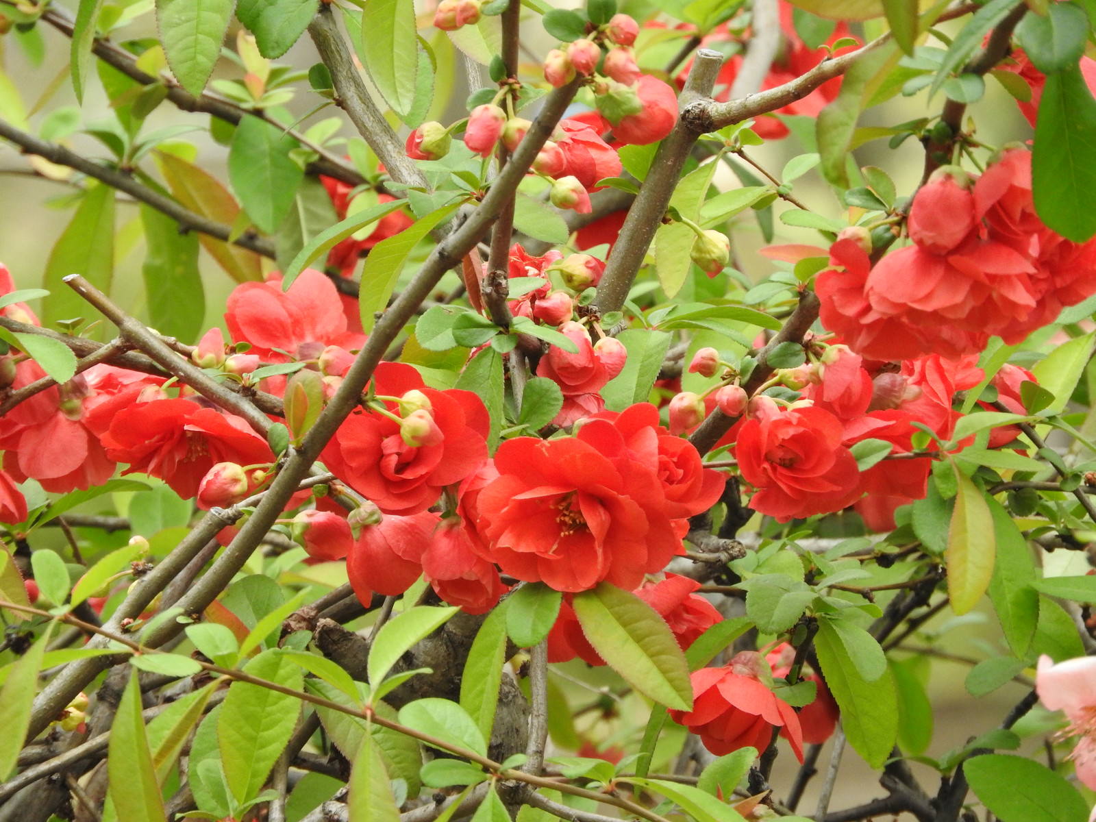 枝に咲く鮮やかな赤い木瓜の花と緑の葉