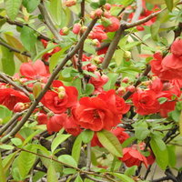 春に咲く木瓜の赤い花～バラ科の庭木の鮮やかな花々の写真