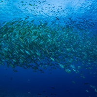 数千匹のバラフエダイが群れをなす青い海中の光景の写真