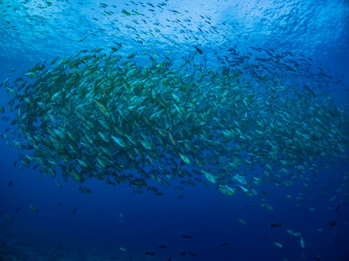 数千匹のバラフエダイが群れをなす青い海中の光景