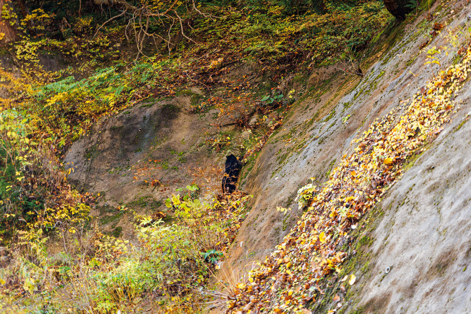 山道のトレッキング中に岩場付近で遭遇した野生の熊