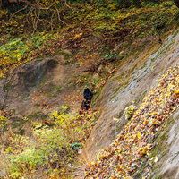 トレッキング中に山道で出くわした野生の熊の写真