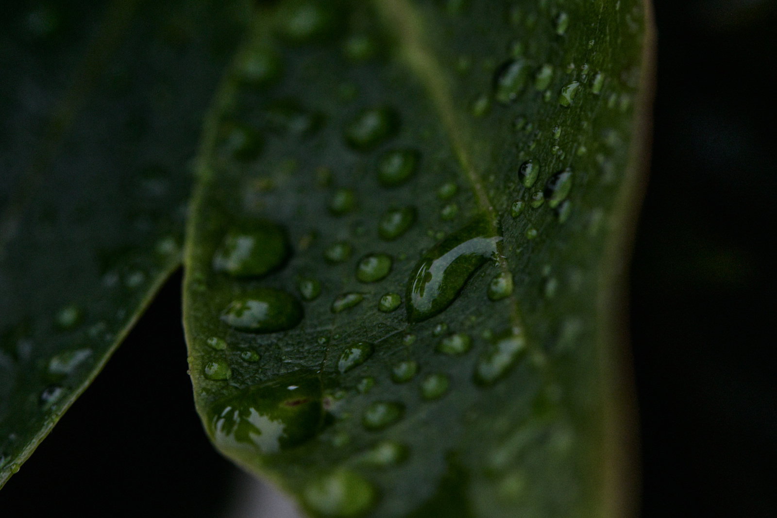 緑の葉の表面に透明な雨の雫が複数付着している様子