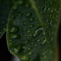 葉の表面に付く雨の雫と水滴の光の反射の写真