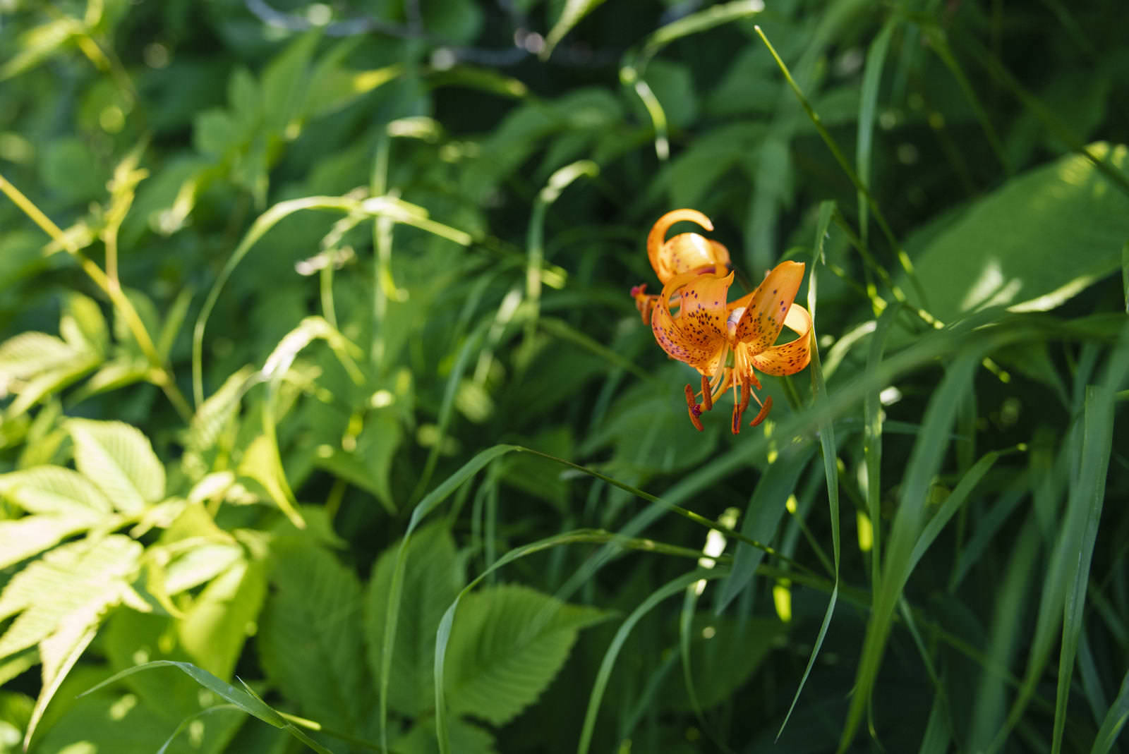 後志羊蹄山の斜面に咲くオレンジ色のクルマユリの花