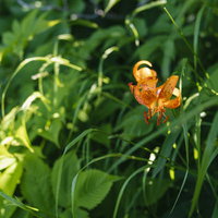 後志羊蹄山で咲くクルマユリの花、オレンジ色の斑点の写真