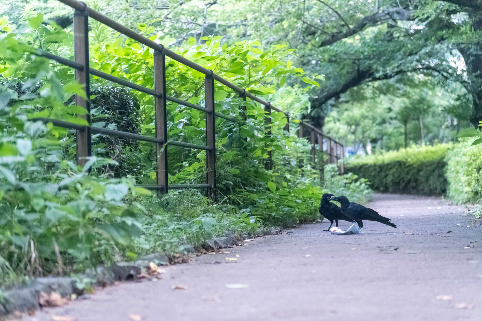 公園の遊歩道でゴミを取り合うカラス2羽