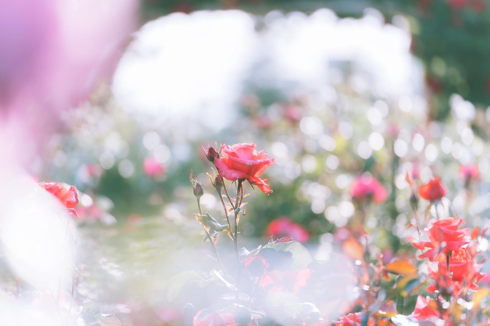 赤いバラの花が咲く花壇で、背景に白い花々がぼけて並んでいる