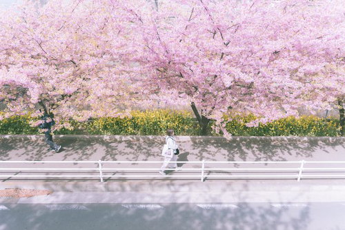 歩道を彩る桜、春の散歩路で楽しむ自然の美しさ