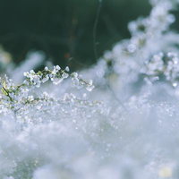 マットな雰囲気のボケ味ある桜の満開時期の白い花の写真