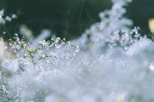 マットな雰囲気のボケ味ある桜の満開時期の白い花