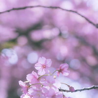 ふんわりとしたミストライクな桜の花と枝 春の満開時期の写真