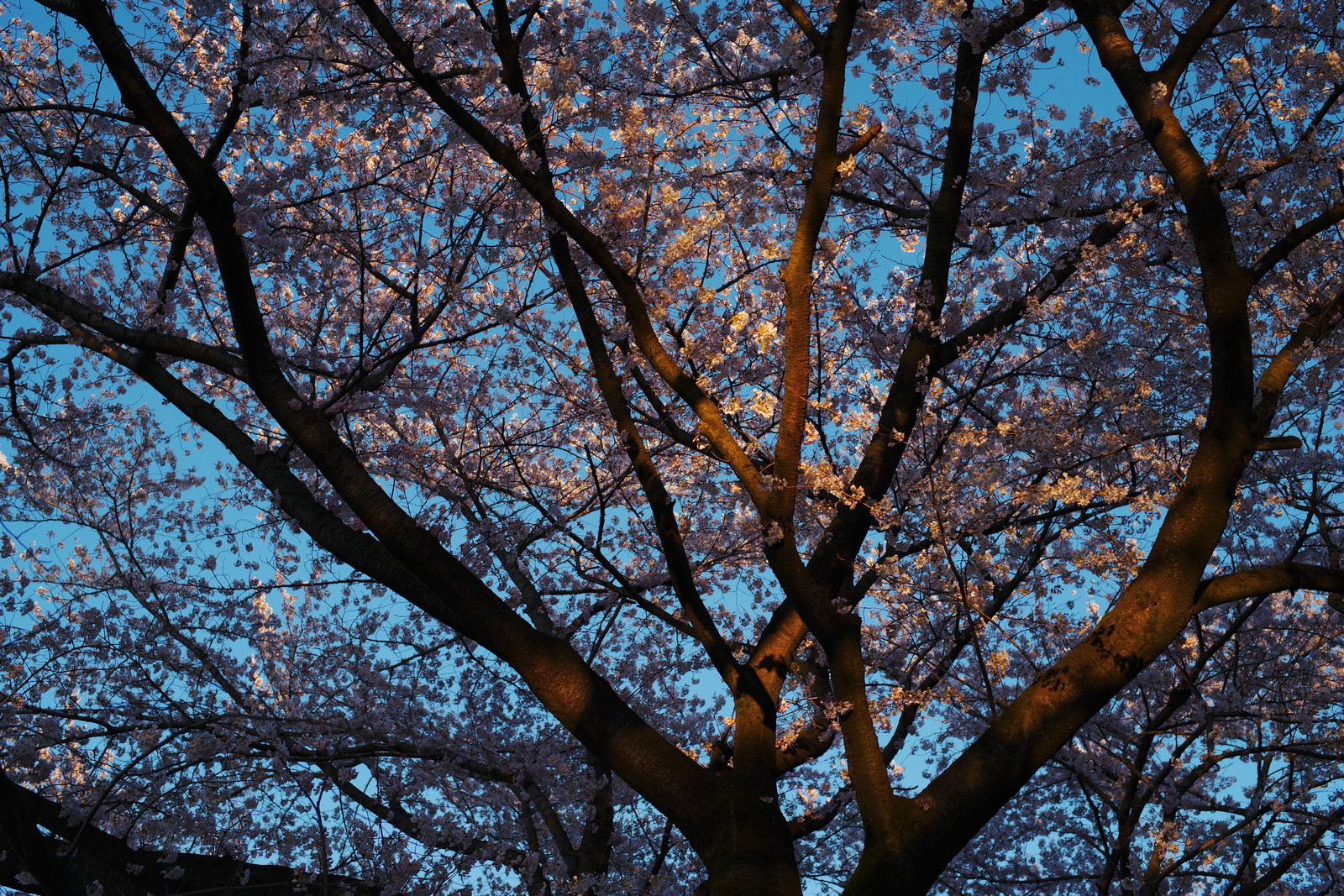 夕日に照らされて温かい光を受けるソメイヨシノの枝と青空