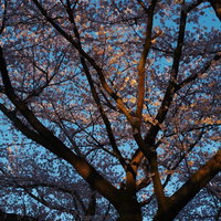 夕日に染まるソメイヨシノの枝と花が咲く春の風景の写真