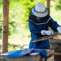 防護服を着た養蜂家が蜜板からミツロウを削る作業の写真