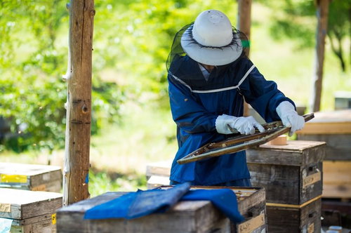 防護服を着た養蜂家が蜜板からミツロウを削る作業