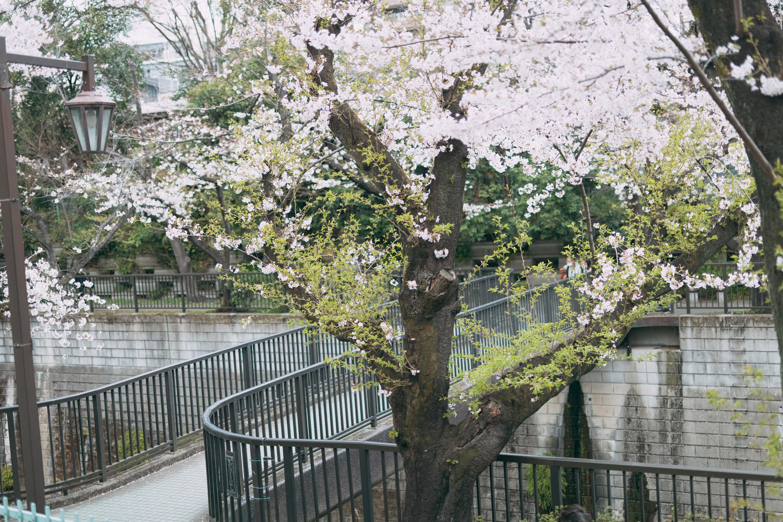 葉桜が茂る石神井川沿いの遊歩道から見た橋の風景