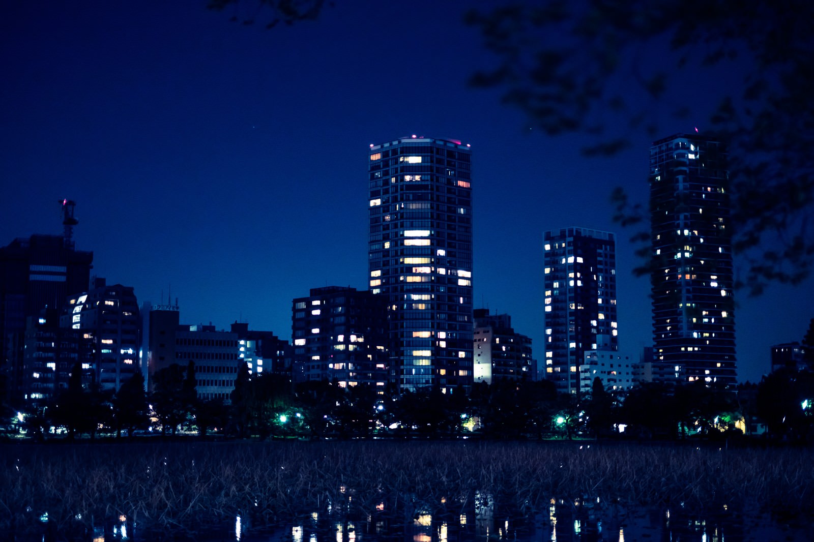 夜の不忍池と周囲の高層マンション群、水面に建物の光が反射