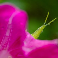 雨に濡れたオンブバッタの幼虫の写真